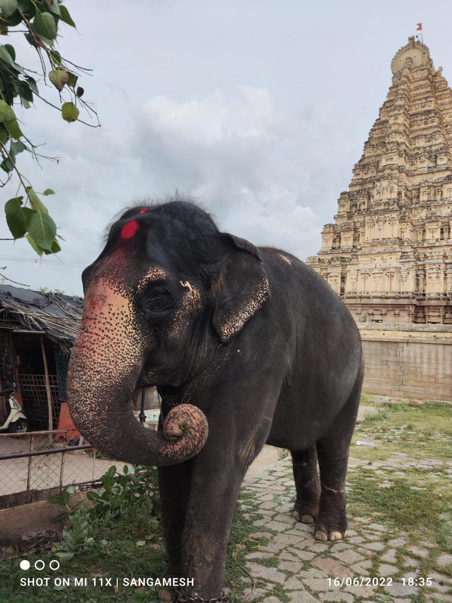 Temple View Guest House Hampi Chambre photo